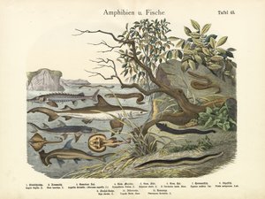 Anfibios y peces, c.1860 de German School